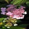 Hortensie (Hydrangea macrophylla 'Mariesii Perfecta')