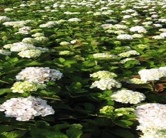 Hortensie (Hydrangea macrophylla 'Madame Emile Mouilere')
