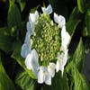 Hortensie (Hydrangea macrophylla 'Teller White')