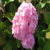 Hortensie (Hydrangea macrophylla 'Bouquet Rose')