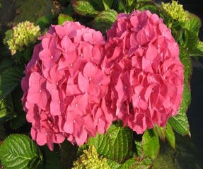 Hortensie (Hydrangea macrophylla 'Alpengluhen')