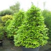 Echter Lorbeer als Pyramide (Laurus nobilis)