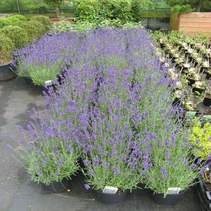 Lavendel (angustifolia) - pot maat C3