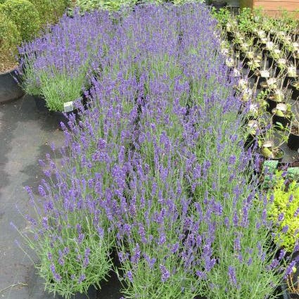 Lavendel (angustifolia) - pot maat C3