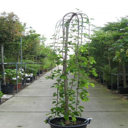 Maulbeerbaum als Trauerbaum (Morus alba 'Pendula')