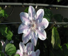 Waldrebe (Clematis 'Capitaine Thuilleaux')