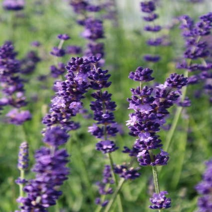 Lavendel (Lavandula angustifolia 'Hidcote')