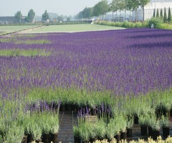 Lavendel (Lavandula angustifolia)