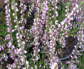 Sommerheide (Calluna vulgaris 'Alportii')