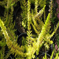 Sommerheide  (Calluna vulgaris 'Gold Haze')