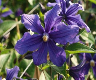 Waldrebe (Clematis durandii)