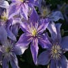 Waldrebe (Clematis 'Justa')