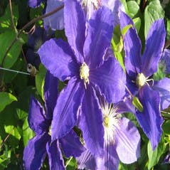 Waldrebe (Clematis 'Lasurstern')