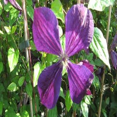 Waldrebe (Clematis 'Negritjanka')