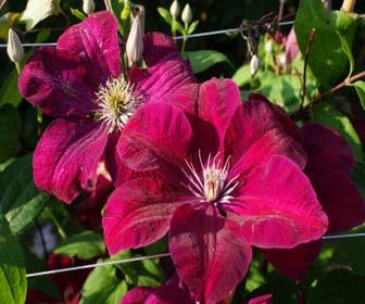 Waldrebe (Clematis 'Rouge Cardinal')