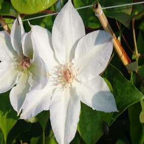 Waldrebe (Clematis 'Valge Daam')