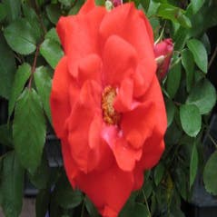 Trosrose (Rosa 'Satchmo')