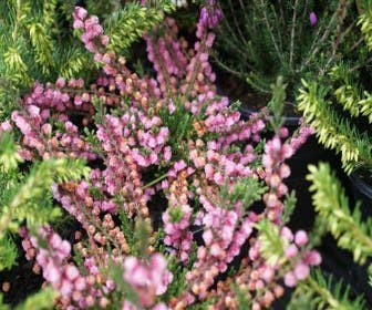 Sommerheide  (Calluna vulgaris 'J.H. Hamilton')