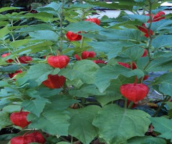 Lampionpflanze (Physalis alkekengi franchetii)