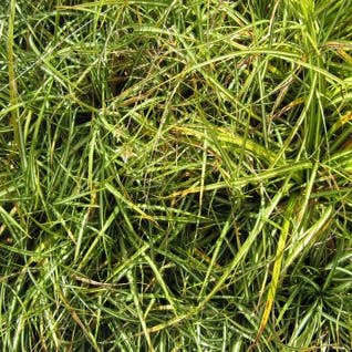 Zwerg-Segge (Carex ornithopoda 'Variegata')