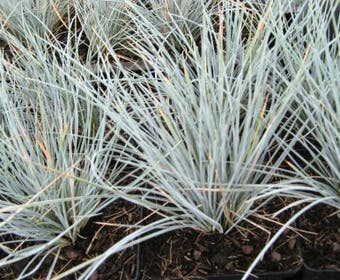 Zwenkgras (Festuca glauca 'Uchte')