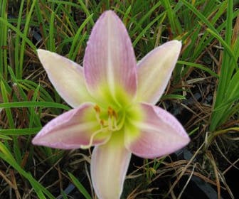 Taglilie (Hemerocallis 'Catherine Woodbury')