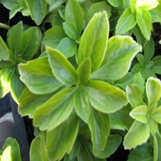 Pachysandra (Pachysandra terminalis)