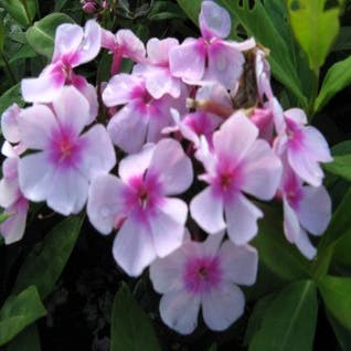 Flammenblume (Phlox paniculata 'Bright Eyes')