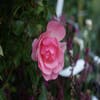 Trosrose (Rosa 'Bonica 82')