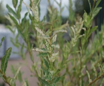 Weide auf Stamm (Salix integra 'Hakuro-nishiki')