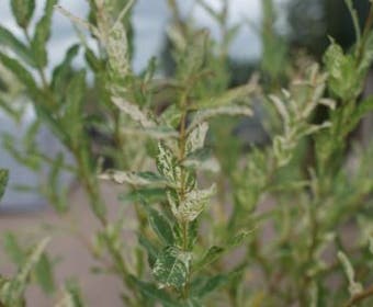 Weide auf Stamm (Salix integra 'Hakuro-nishiki')