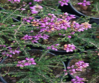 Dopheide (Erica cinerea)