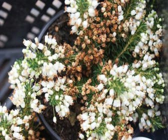 Dopheide (Erica cinerea 'Alba')