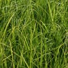Segge (Carex morrowii)