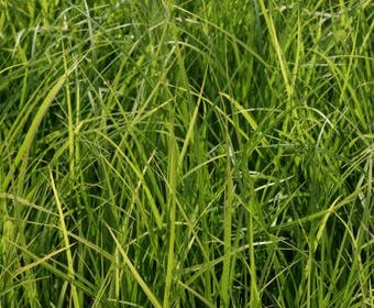 Segge (Carex morrowii)