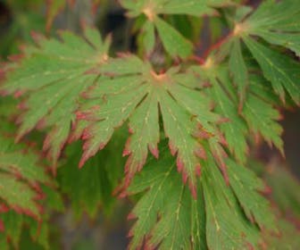 Japanischer Fächerahorn (Acer japonicum 'Aconitifolium')