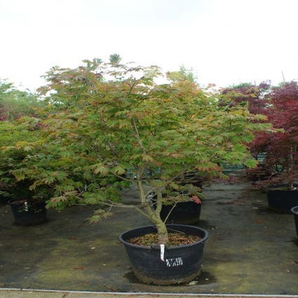 Japanischer Fächerahorn (Acer japonicum 'Aconitifolium')