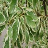 Riesengriffelstrauch (Cornus controversa 'Variegata')