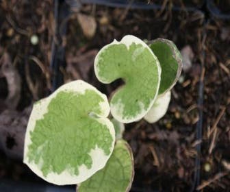 Kaukasische Vergissmeinnicht (Brunnera macrophylla 'Variegata')