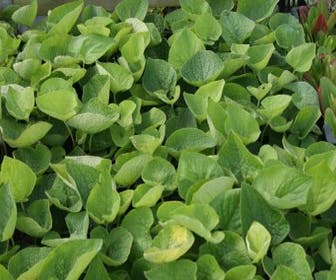 Kaukasisches Vergissmeinnicht (Brunnera macrophylla)