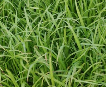 Zypergras (Carex pseudocyperus)