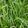 Zypergras (Carex pseudocyperus)