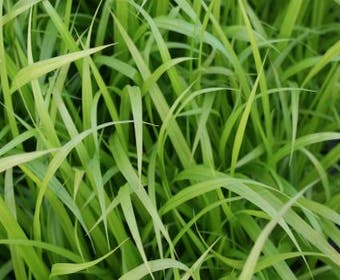 Zypergras (Carex pseudocyperus)