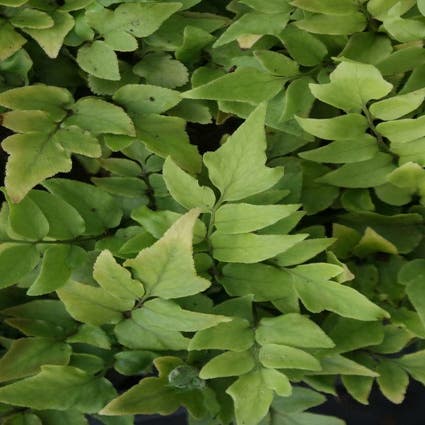 Eisenfarn (Cyrtomium fortunei)