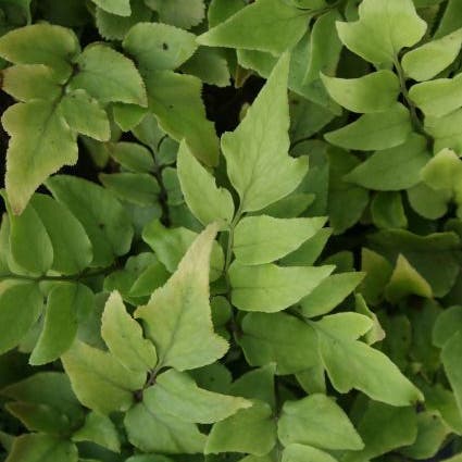 Eisenfarn (Cyrtomium fortunei)