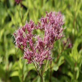 Leberkraut (Eupatorium maculatum 'Purple Bush')