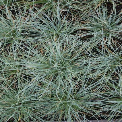 Blaues Schafgras (Festuca glauca)