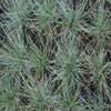 Blaues Schafgras (Festuca glauca)