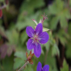 Storchschnabel (Geranium wlassovianum)