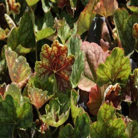 Purpurglöckchen (Heuchera 'Beauty Color')